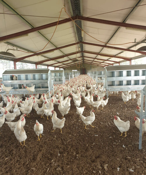 Midlands Poultry Health Centre