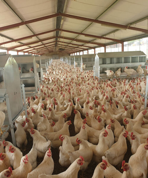 Midlands Poultry Health Centre