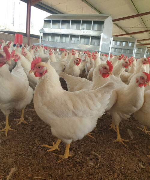 Midlands Poultry Health Centre