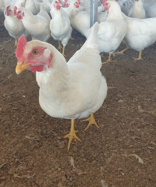 Midlands Poultry Health Centre