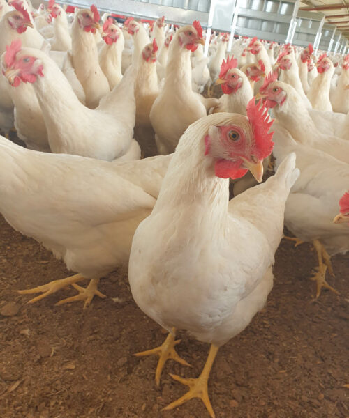Midlands Poultry Health Centre