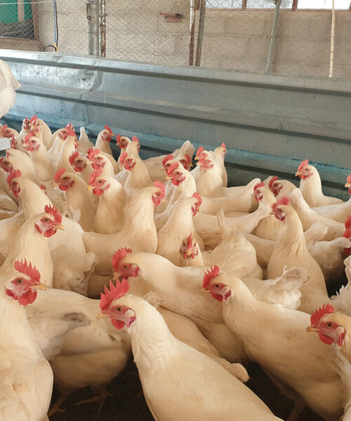 Midlands Poultry Health Centre