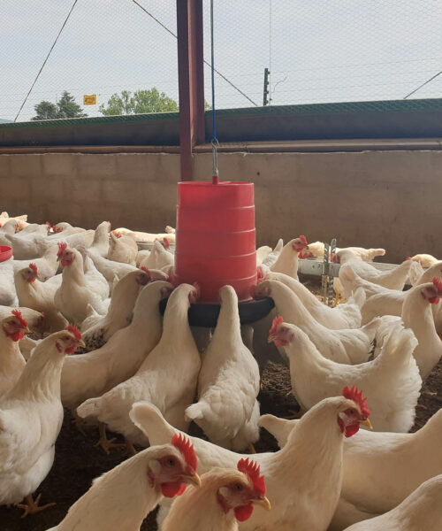 Midlands Poultry Health Centre