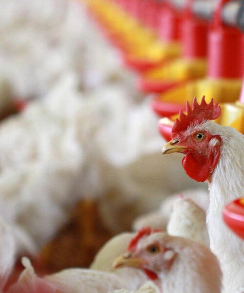 Midlands Poultry Health Centre