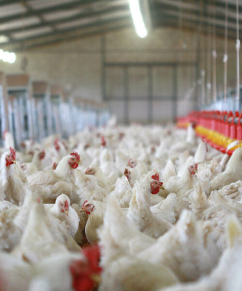 Midlands Poultry Health Centre