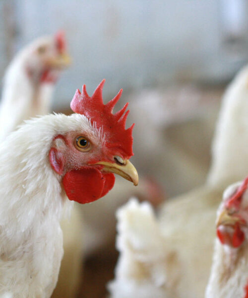 Midlands Poultry Health Centre