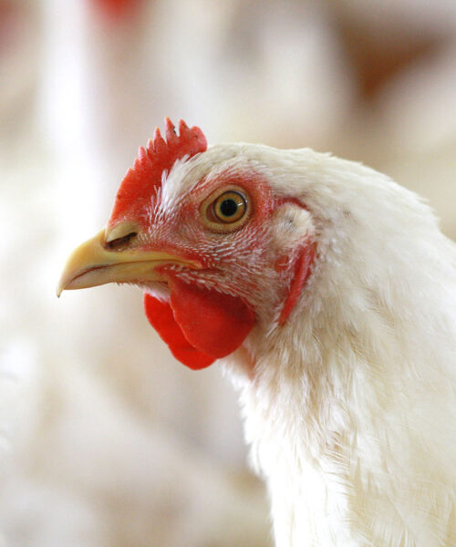 Midlands Poultry Health Centre
