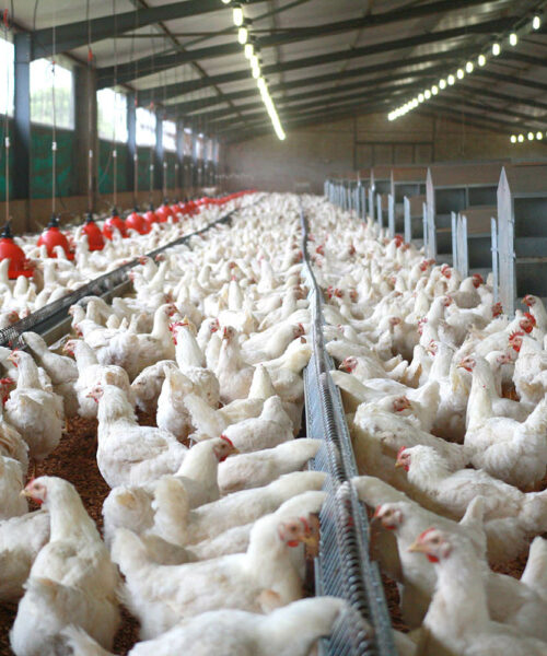 Midlands Poultry Health Centre