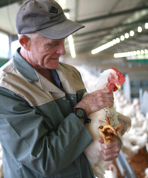 Midlands Poultry Health Centre