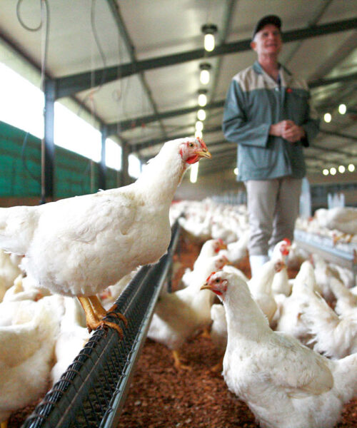 Midlands Poultry Health Centre