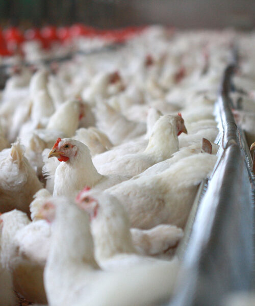Midlands Poultry Health Centre