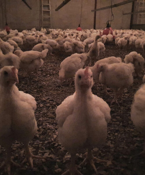Midlands Poultry Health Centre