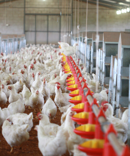 Midlands Poultry Health Centre