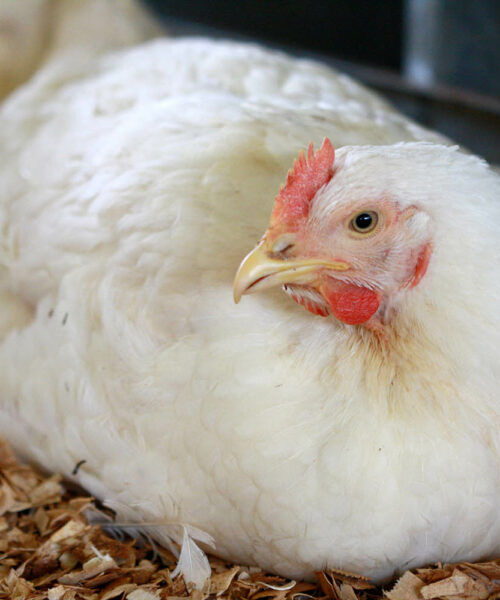 Midlands Poultry Health Centre