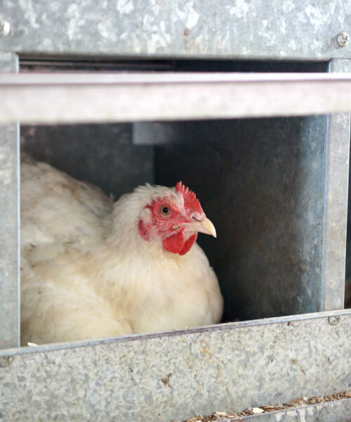 Midlands Poultry Health Centre