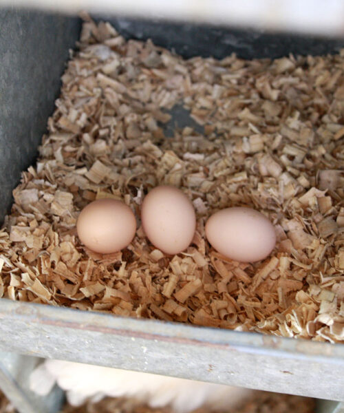 Midlands Poultry Health Centre