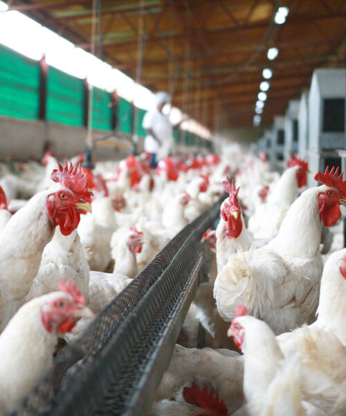 Midlands Poultry Health Centre