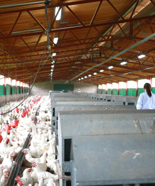 Midlands Poultry Health Centre