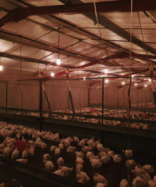 Midlands Poultry Health Centre