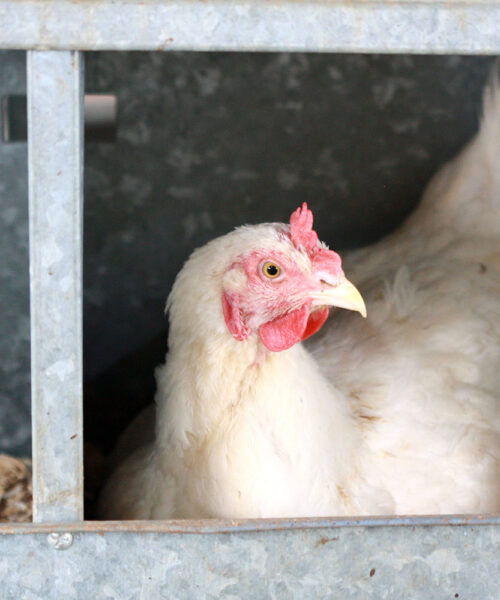 Midlands Poultry Health Centre
