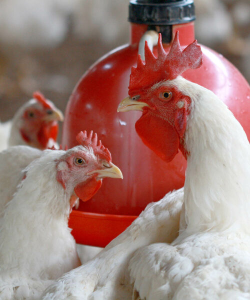 Midlands Poultry Health Centre