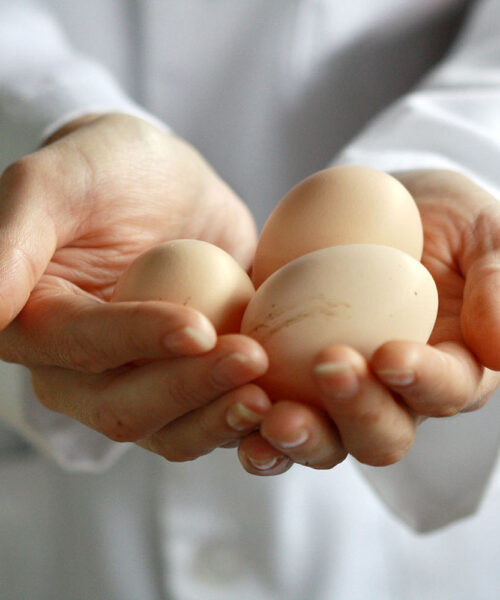 Midlands Poultry Health Centre