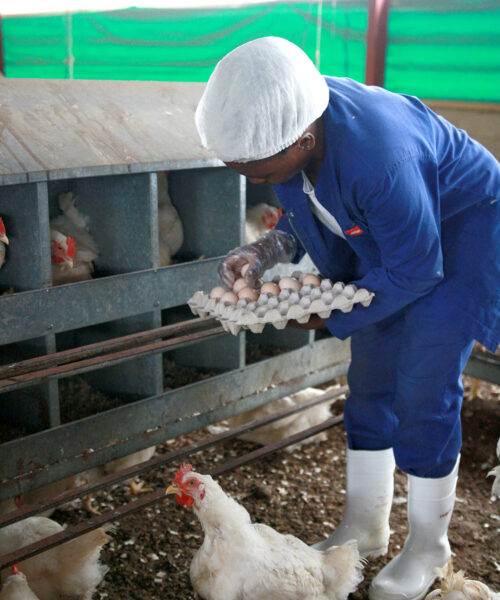 Midlands Poultry Health Centre