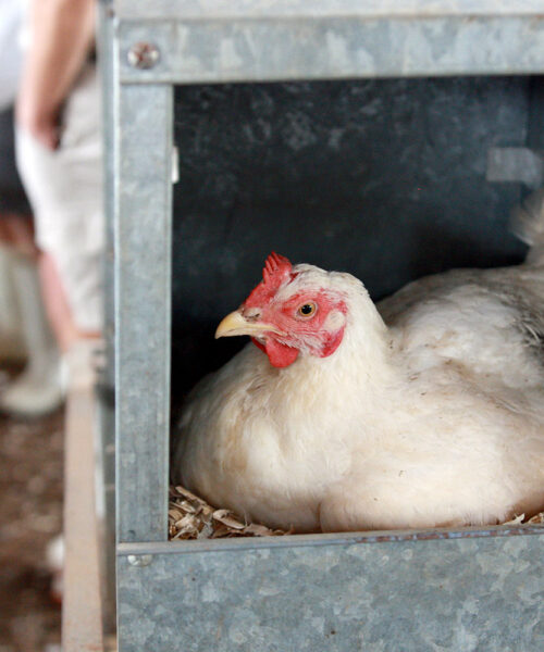 Midlands Poultry Health Centre