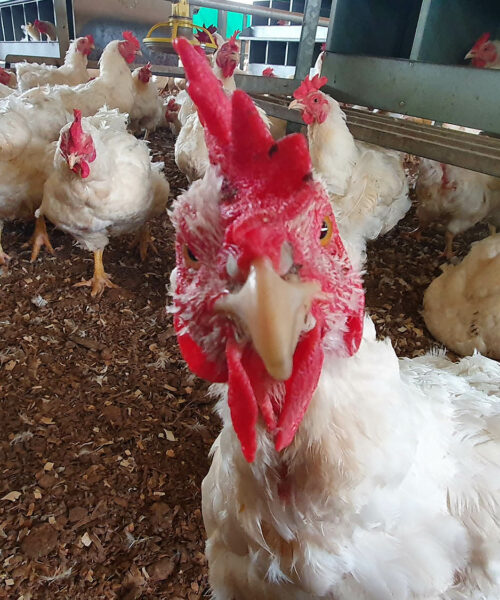 Midlands Poultry Health Centre