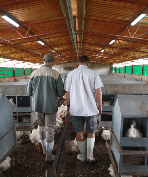 Midlands Poultry Health Centre
