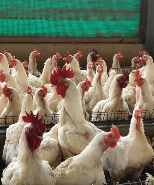Midlands Poultry Health Centre