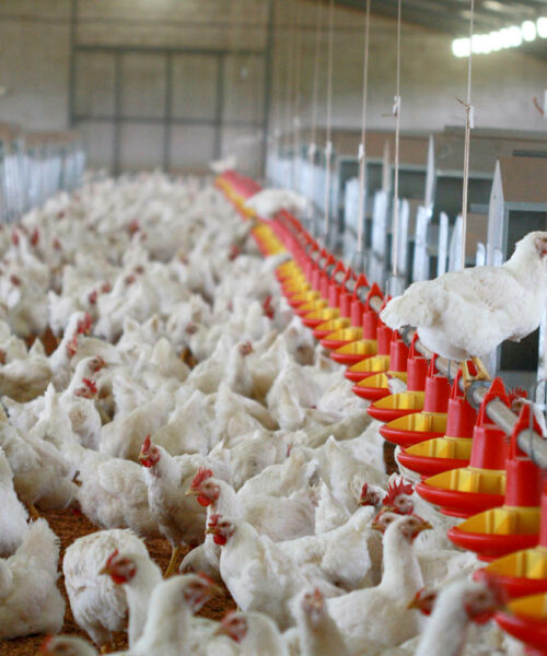 Midlands Poultry Health Centre